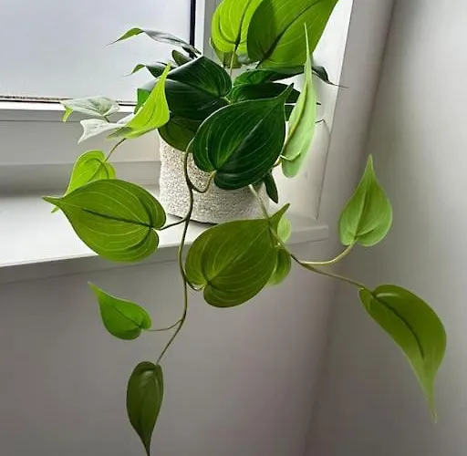 Neuve 1 Ou 2 Personnes